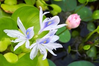 水中植物の花