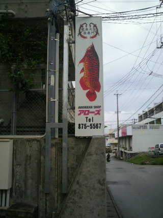 アロワナマン引っ越し(笑)