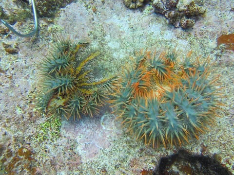 美ら海、保全活動