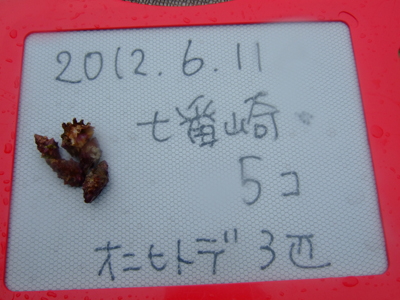 保全活動兼ボートクルー! でむぶろぐ!!