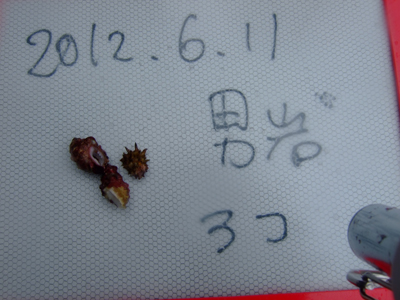 保全活動兼ボートクルー! でむぶろぐ!!