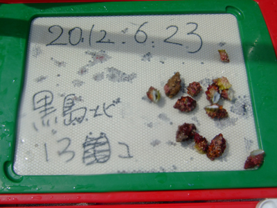 祝!SD講習合格!! でむろぐ