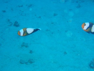 剣道の小手とバッシュってどっちが臭いんだろう??