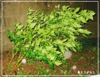 別れの雨