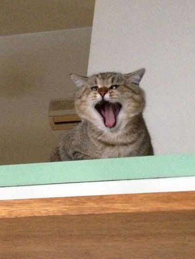 猫繋がりで・・・