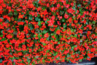 flower. flower.