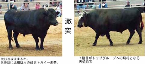 敬老の日花形大闘牛大会