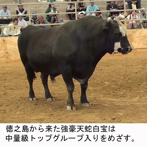胡屋闘牛大会
