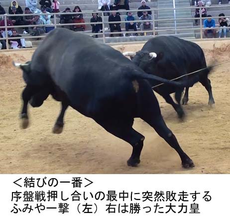 新屋慶名闘牛大会 新屋慶名闘牛大会