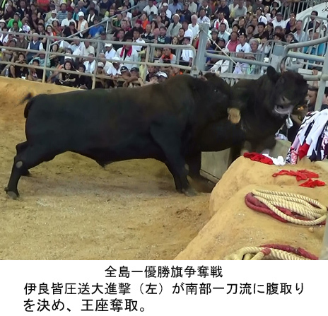 第105回春の全島闘牛大会 第105回春の全島闘牛大会