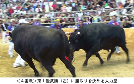 第105回春の全島闘牛大会 第105回春の全島闘牛大会