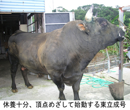 石川大闘牛大会 石川大闘牛大会