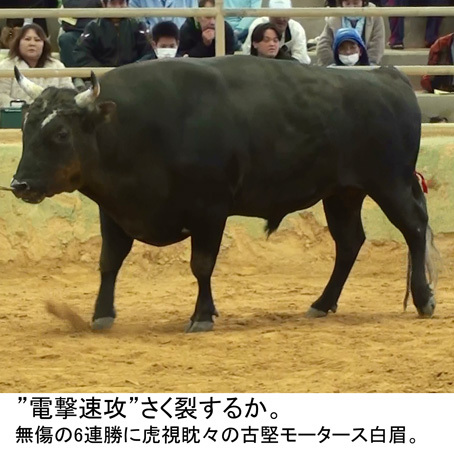 うるま市合併10周年記念全国闘牛サミット闘牛大会 うるま市合併10周年記念全国闘牛サミット闘牛大会
