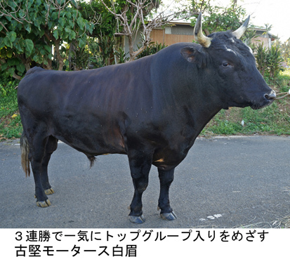 春選抜花形大闘牛大会