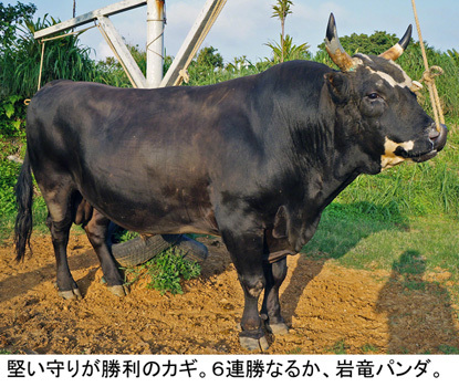 うるま市合併10周年記念全国闘牛サミット闘牛大会 うるま市合併10周年記念全国闘牛サミット闘牛大会