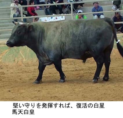 具志川闘牛大会 具志川闘牛大会