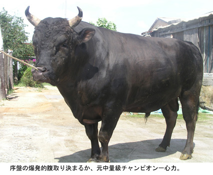 本部闘牛大会