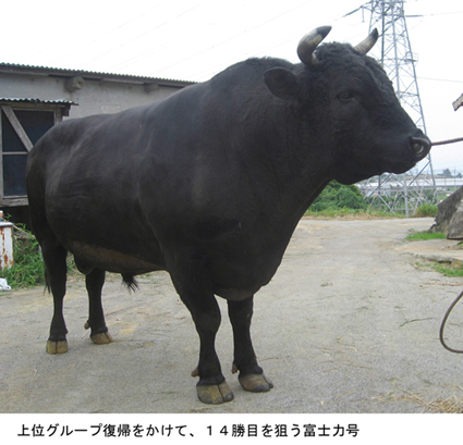 本部闘牛大会