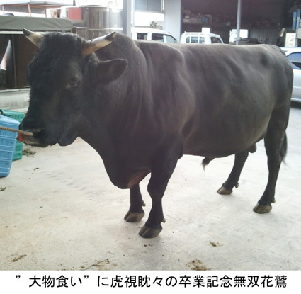 石川大闘牛大会 石川大闘牛大会