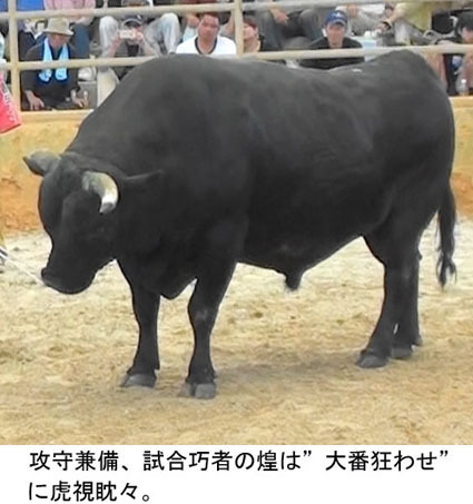 平成28年うるま市闘牛大会 平成28年うるま市闘牛大会