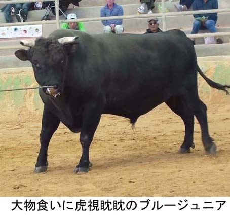 石川大闘牛大会 石川大闘牛大会