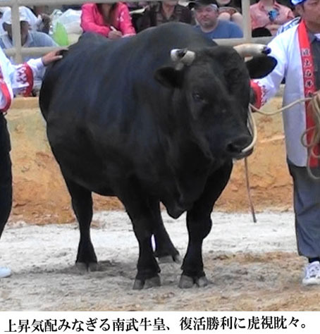 2016年三が日闘牛 2016年三が日闘牛