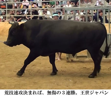 2016年三が日闘牛 2016年三が日闘牛
