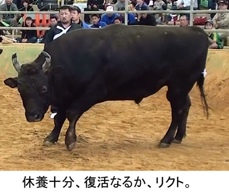 島々対抗具志川大闘牛大会 島々対抗具志川大闘牛大会