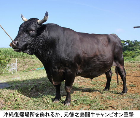 胡屋闘牛大会 胡屋闘牛大会