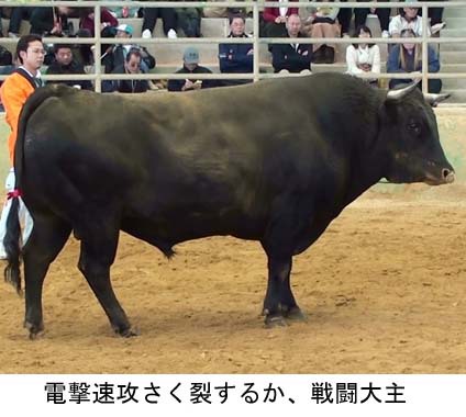 具志川闘牛大会 具志川闘牛大会
