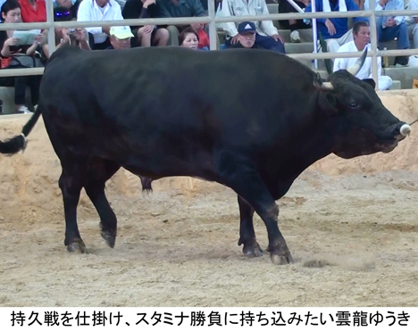 胡屋闘牛大会 胡屋闘牛大会