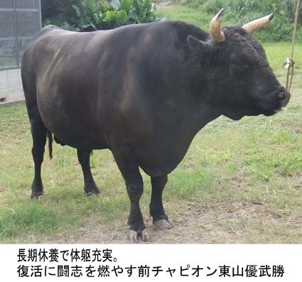 石川大闘牛大会 石川大闘牛大会