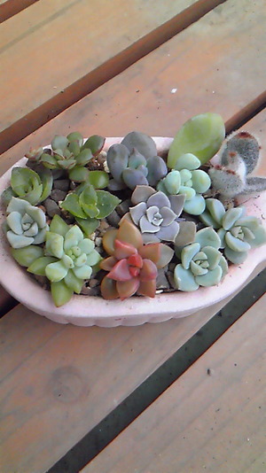 寄せ植え♪