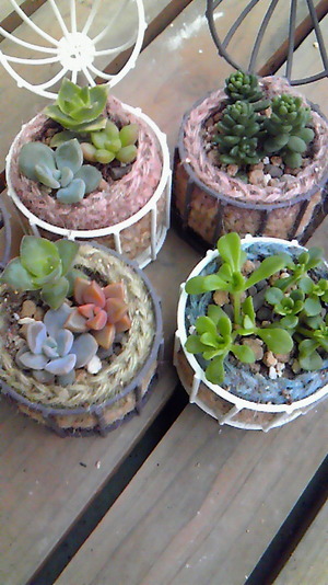 寄せ植え♪