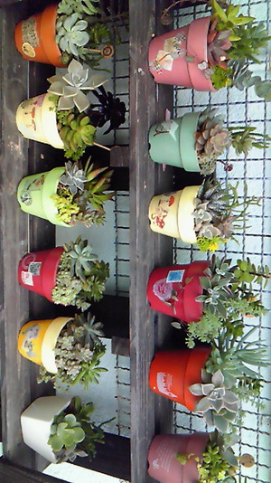 寄せ植え♪