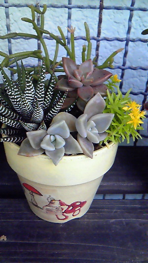寄せ植え♪