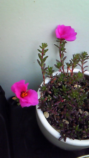 お花♪