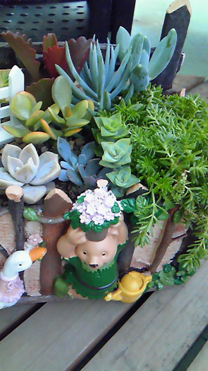 大型寄せ植え♪