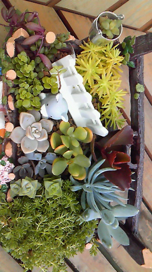 大型寄せ植え♪