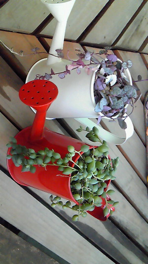 大型寄せ植え♪