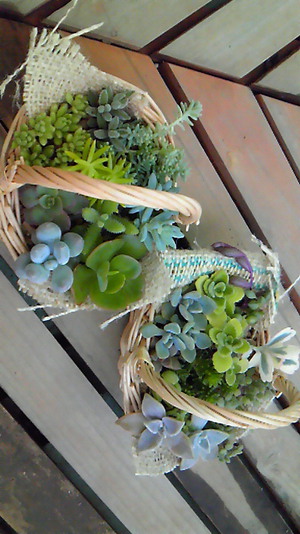 大型寄せ植え♪