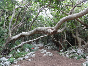 沖縄パワースポット　大石林山　森林浴　トレッキング