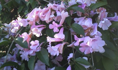 何の花?