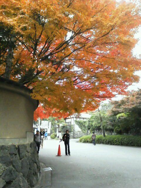 京都紅葉・・・花より団子