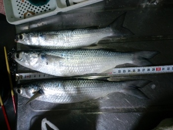 釣果報告!!ヾ(・・ )