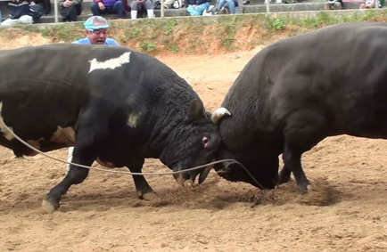 2013新春北部闘牛大会