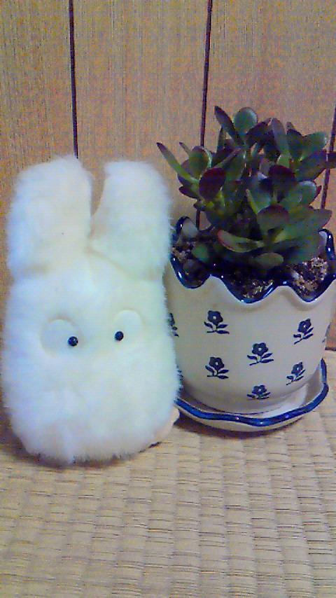 うちのかわいこちゃん☆