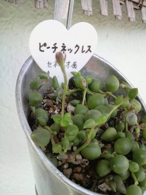 お花?