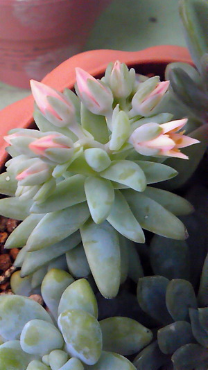 お花♪