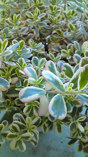 寄せ植えしたよ♪